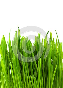 Green pratal grass