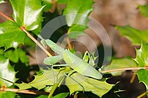 Green praying mantis