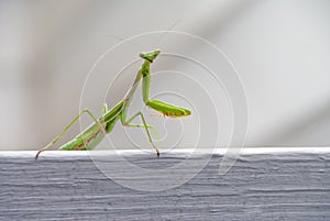 Green praying mantis