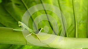 Green praying mantis on banana leaf