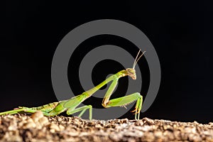 Green praying mantis on black background