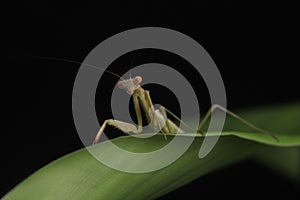 Green Praying Mantis on Black Background