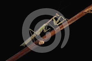 Green Praying Mantis on Black Background