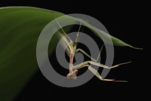 Green Praying Mantis on Black Background