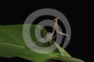 Green Praying Mantis on Black Background