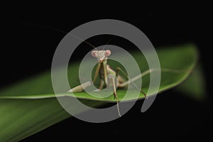 Green Praying Mantis on Black Background