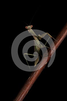 Green Praying Mantis on Black Background