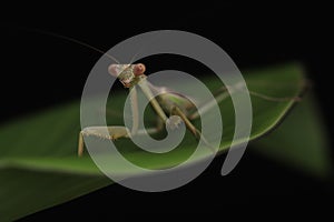 Green Praying Mantis on Black Background