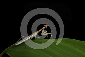 Green Praying Mantis on Black Background