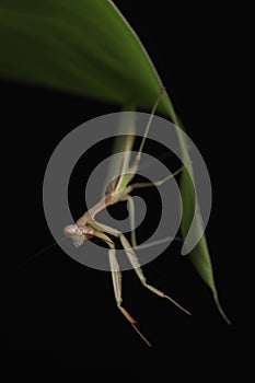 Green Praying Mantis on Black Background