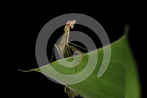 Green Praying Mantis on Black Background