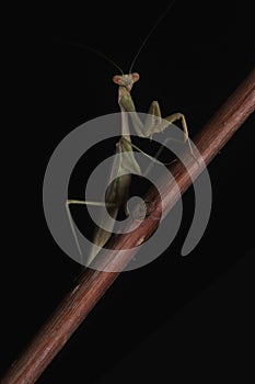 Green Praying Mantis on Black Background