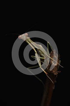 Green Praying Mantis on Black Background