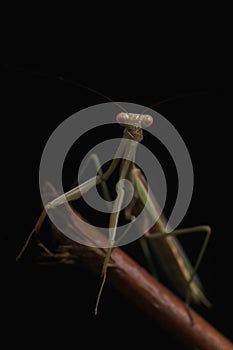 Green Praying Mantis on Black Background