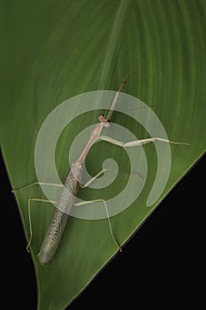Green Praying Mantis on Black Background