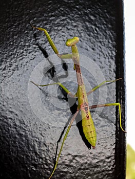 Green praying mantis on black metallic background