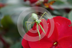 Green Praying mantis close up 3