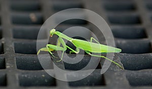 Green praying mantis crawls on surface close-up, isolated on blurred background, impressive wild insect outdoors