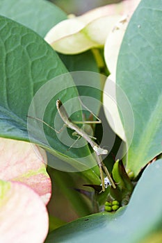 A green praying mantis feeding on a mealybug