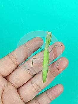 Green praying mantis in hand on green background