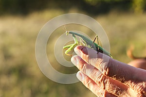 a green praying mantis on a hand