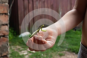 Green praying mantis on hand,