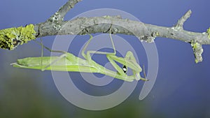 Green praying mantis hangs under tree branch and cleans its paws on green grass and blue sky background. European mantis Mantis