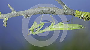 Green praying mantis hangs under tree branch and cleans its paws on green grass and blue sky background. European mantis Mantis