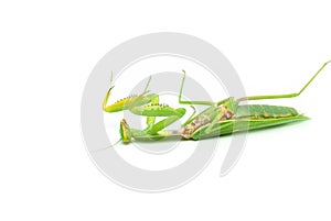 Green praying mantis, isolated on white background, lies on its back defeated