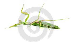 Green praying mantis, isolated on white background, lies on its back defeated