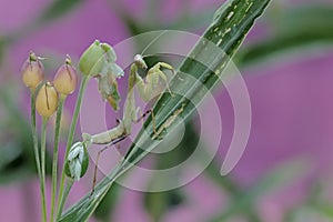 A green praying mantis is looking for prey in a bush.