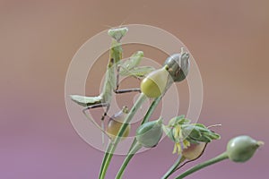 A green praying mantis is looking for prey in a bush.