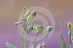 A green praying mantis is looking for prey in a bush.