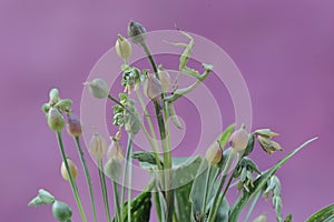 A green praying mantis is looking for prey in a bush.