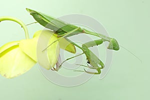 A green praying mantis is looking for prey in a bush on a blue background.