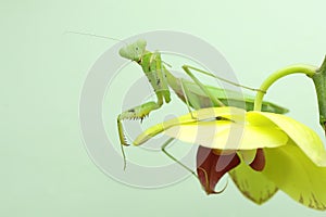 A green praying mantis is looking for prey in a bush on a blue background.