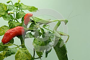 A green praying mantis is looking for prey in a bush on a blue background.