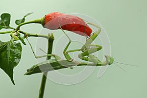 A green praying mantis is looking for prey in a bush on a blue background.