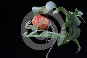 A green praying mantis is looking for prey in a bush on a blue background.