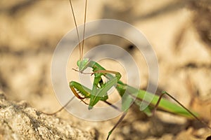 Green praying mantis. Mantis religiosa Macro view