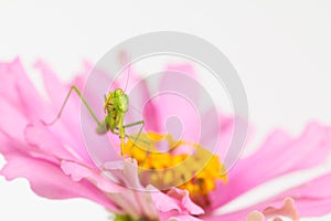 Green praying mantis nymph