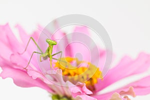 Green praying mantis nymph on flower