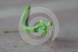 Green praying mantis over gray blurred background