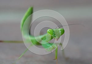 Green praying mantis over gray blurred background