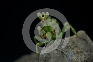 Green praying mantis pose on the rock