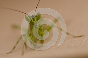 Green praying mantis pose on the rock