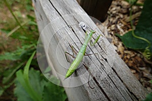 green praying mantis in raised bed in backyard garden, auxiliary fauna of the crops