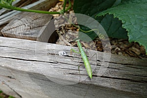 green praying mantis in raised bed in backyard garden, auxiliary fauna of the crops