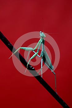 Green Praying Mantis on Red Background