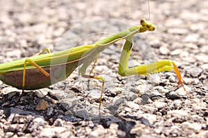 Green Praying, Mantis Religiosa